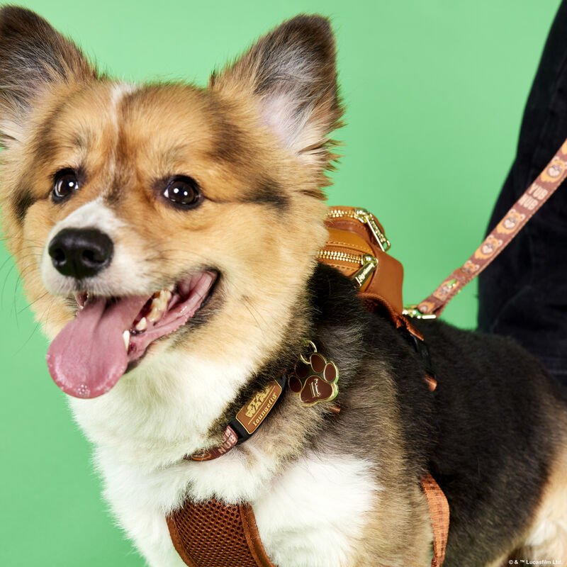 Loungefly Pets Star Wars Ewok Dog Collar - Styled